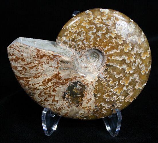 Beautiful Inch Polished Ammonite #2248